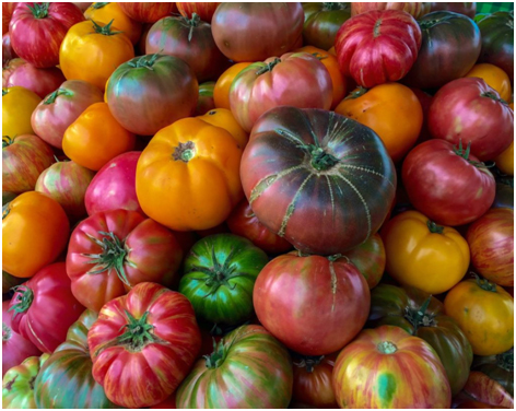 Sortenvielfalt der Tomate / Foto: Lance Cheung