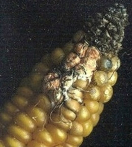 Mykotoxine durch Befall von Mais mit Schimmelpilzen